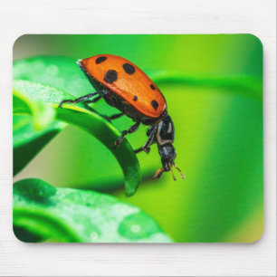 Marienkäfer-Mauspad Lebendiges Makro-Naturfoto Mousepad