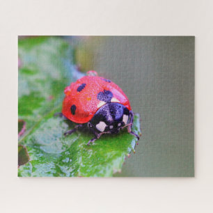 Marienkäfer Nahaufnahme, Puzzle