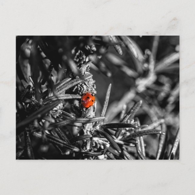Marienkäfer Postkarte (Vorderseite)