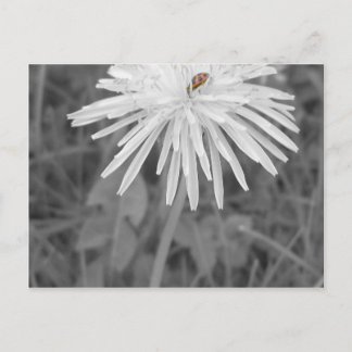 Marienkäfer Postkarte
