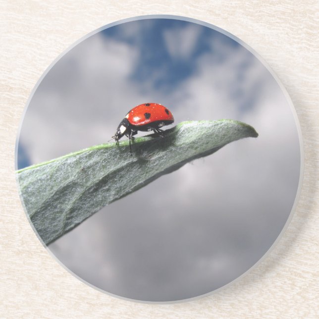 Marienkäfer-Ruhe vor dem Sturm-Untersetzer Getränkeuntersetzer (Vorne)
