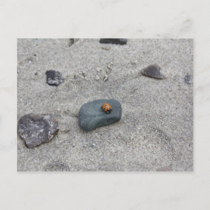 Marienkäfer Strand Postkarte