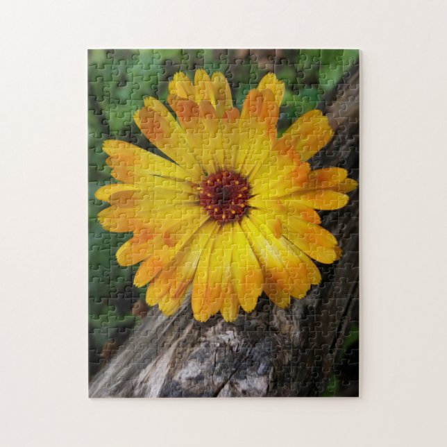 Marigold (Vertikal)