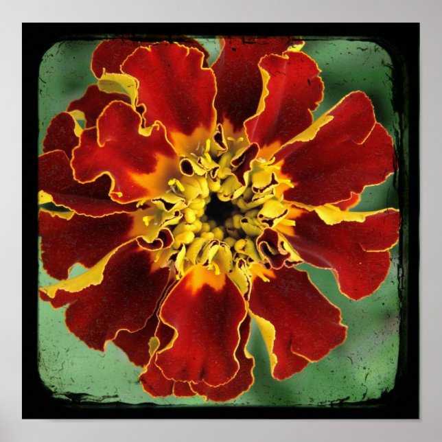 Marigold 2 poster (Vorne)