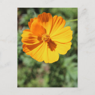 Marigold # 7 postkarte