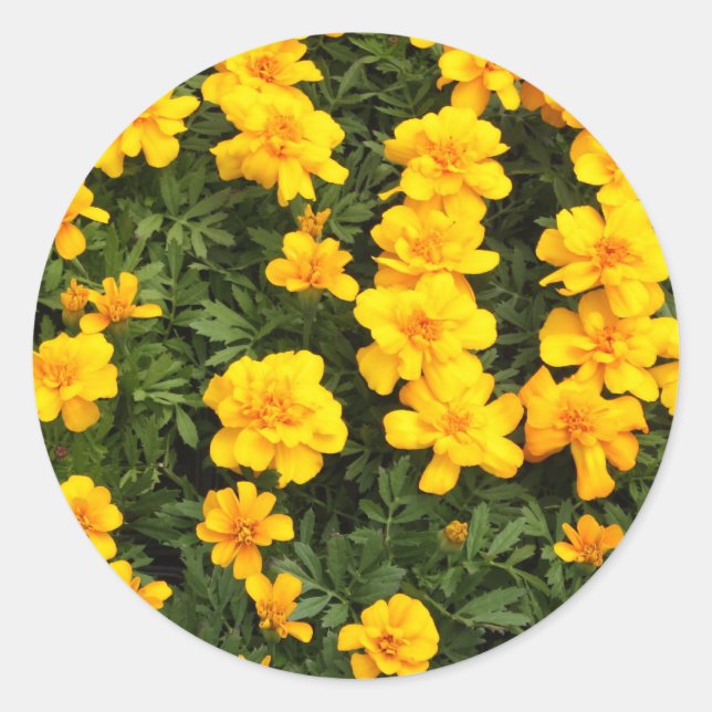 Marigold Flower Stickers (Vorderseite)