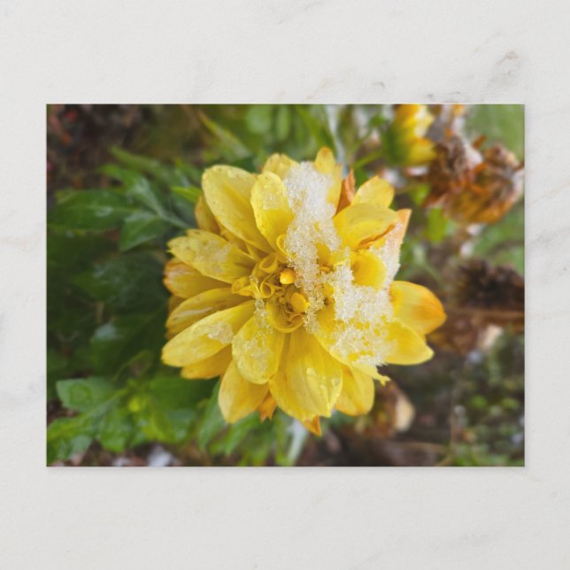 Marigold im Schnee Postkarte (Vorderseite)