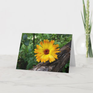 Marigold im Wald Karte