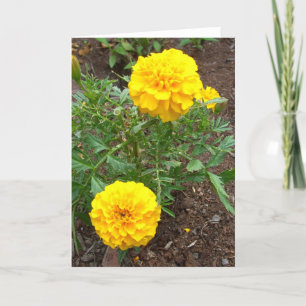 Marigold Karte