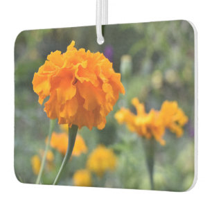 Marigold Orange Blume Naturfotografie Garten Autolufterfrischer