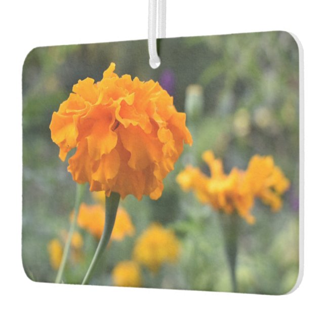 Marigold Orange Blume Naturfotografie Garten Autolufterfrischer (Links)