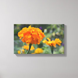 Marigold Orange Blume Naturfotografie Garten Leinwanddruck