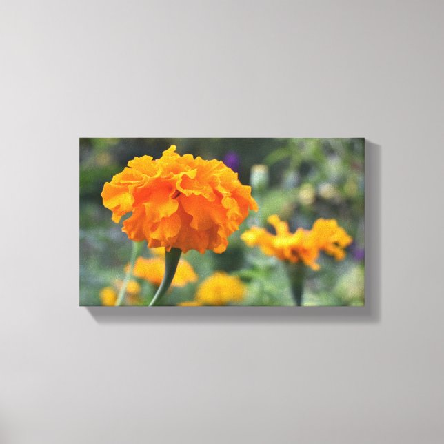 Marigold Orange Blume Naturfotografie Garten Leinwanddruck (Vorderseite)