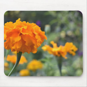 Marigold Orange Blume Naturfotografie Garten Mousepad