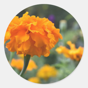 Marigold Orange Blume Naturfotografie Garten Runder Aufkleber