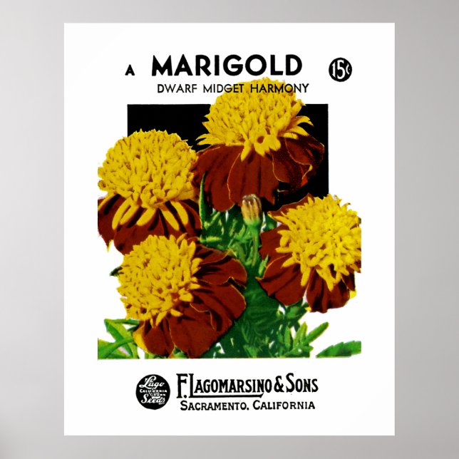 Marigold Poster (Vorne)