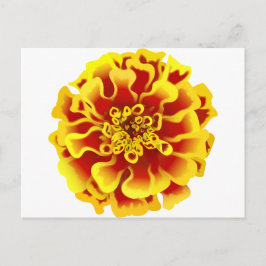 Marigold Postkarte