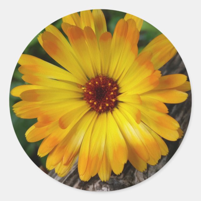 Marigold Runder Aufkleber (Vorderseite)