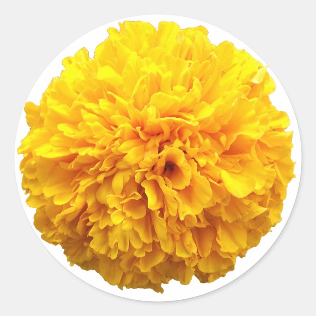 Marigold Runder Aufkleber (Vorderseite)