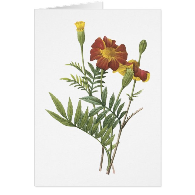 marigold(Tagetes sp.) von Redouté (Vorne)