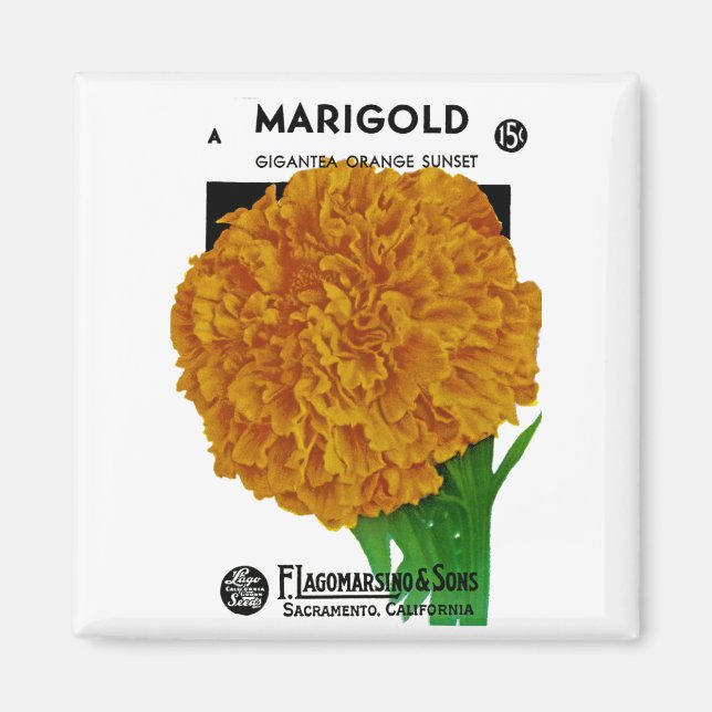 Marigold Vintag Seed Packet Magnet (Vorne)