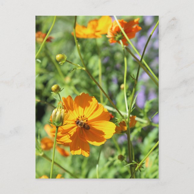 Marigolds # 5 postkarte (Vorderseite)