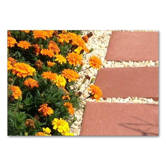 Marigolds Fleurs Pavés de Patio Lecture Cartes de  (Devant)