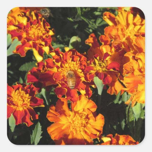 Marigolds mit einer Biene Quadratischer Aufkleber (Vorderseite)