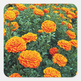 Marigolds Quadratischer Aufkleber