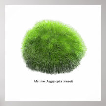 Marimo Moss Ball Hand Drawn