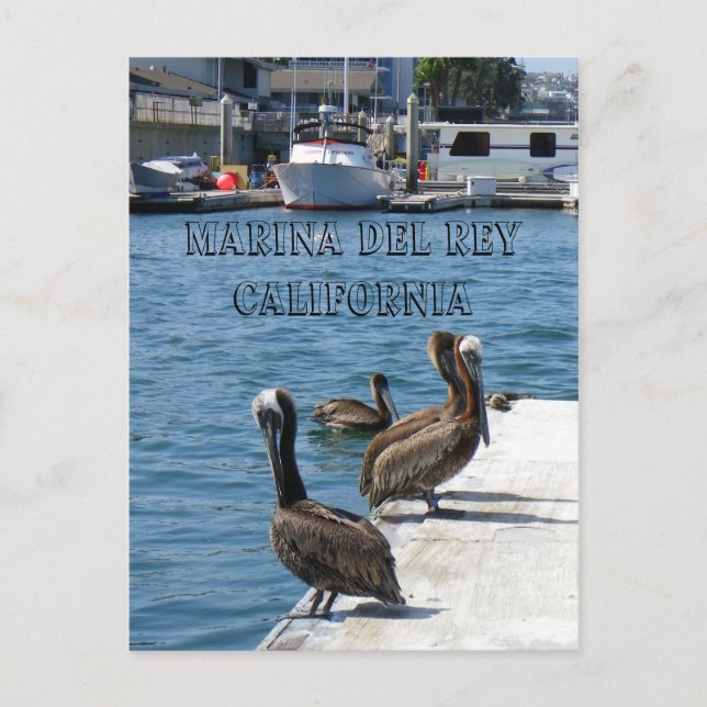 Marina Del Rey Belicans Postcard! Postkarte (Vorderseite)