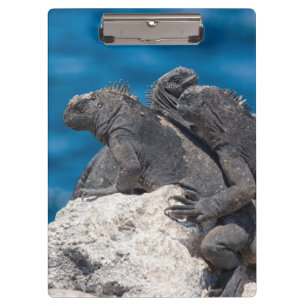 Marine Iguana Klemmbrett
