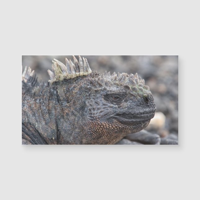 Marine Iguana Magnetkarte (Vorderseite)