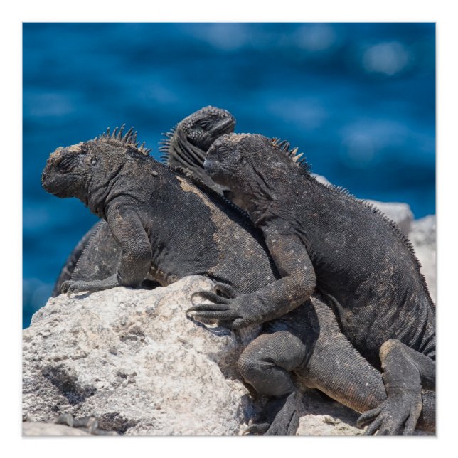 Marine Iguana Poster (Vorderseite)