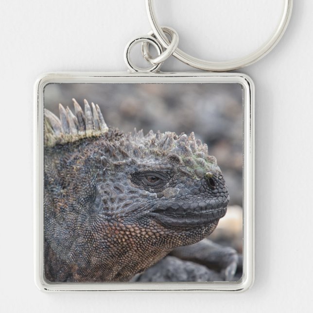 Marine Iguana Schlüsselanhänger (Vorne)
