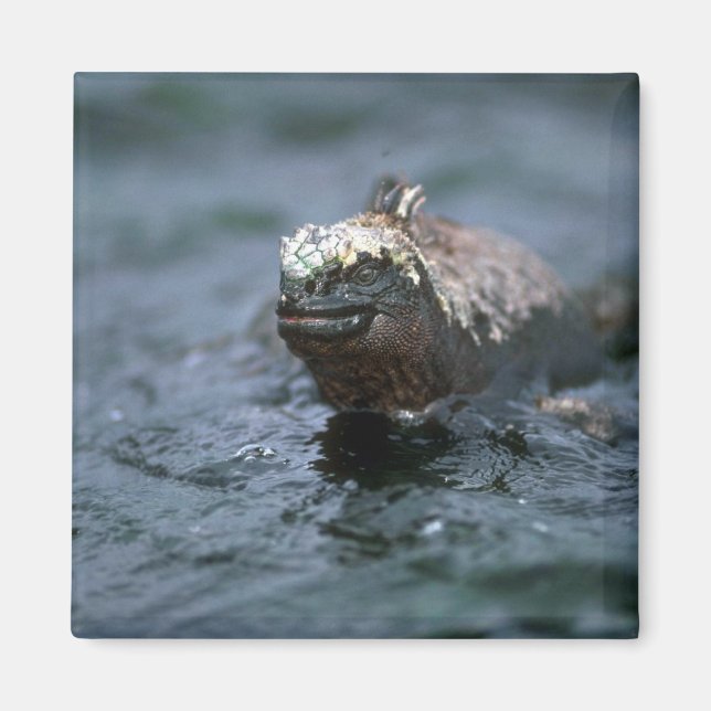 Marine Iguana schwimmt vor Füttre Magnet (Vorne)