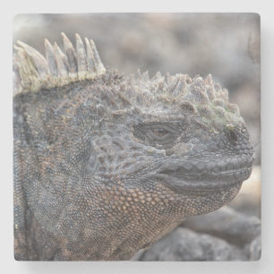 Marine Iguana Steinuntersetzer