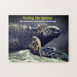 Marine Iguana und Lava Lizard