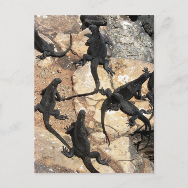 Marine Iguanas, Islas las Plazas, Galapagos Postkarte (Vorderseite)