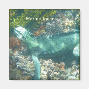 Marine Iguane Wildtier Magnet