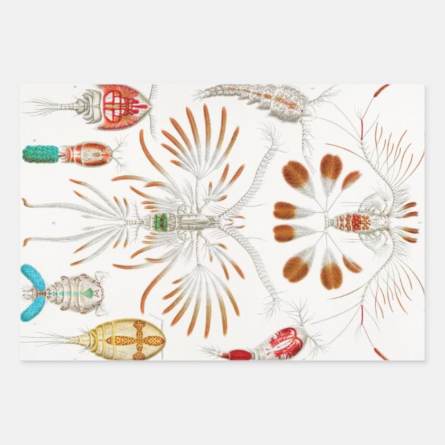 Marine Life Crustaceans, Copepoda von Ernst Haecke Geschenkpapier Set (Vorderseite)