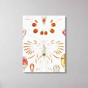Marine Life Crustaceans, Copepoda von Ernst Haecke Leinwanddruck