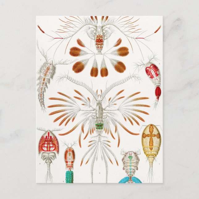 Marine Life Crustaceans, Copepoda von Ernst Haecke Postkarte (Vorderseite)