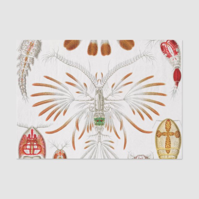Marine Life Crustaceans, Copepoda von Ernst Haecke Seidenpapier (Vorderseite)