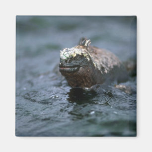 Marineleguan, der heraus schwimmt, um zu füttern magnet