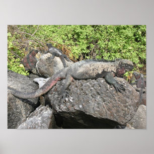 Marineleguan Poster