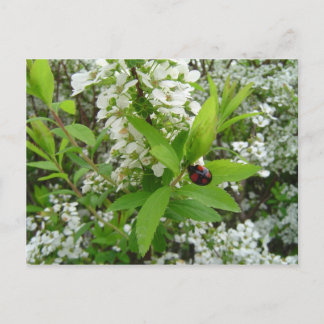 Marinkäfer Postkarte