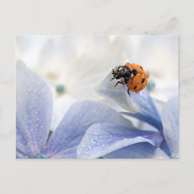 Marinkäfer Postkarte (Vorderseite)