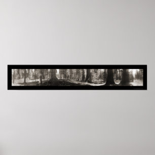 Mariposa Big Tree CA Foto 1906 Poster