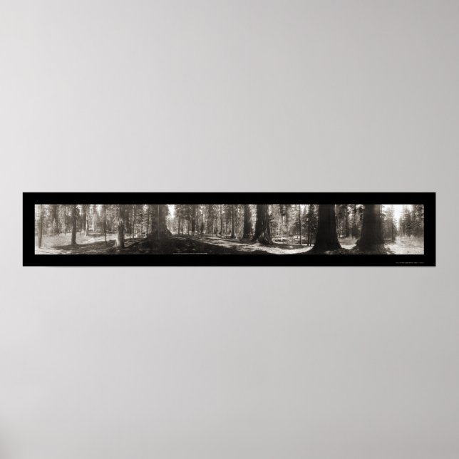 Mariposa Big Tree CA Foto 1906 Poster (Vorne)